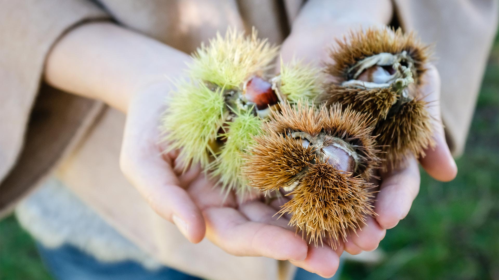 A farmer's hands hold a handful of freshly harvested chestnuts, ready to be cooked.