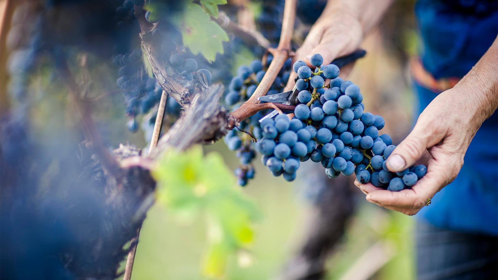 In the autumn season, a winegrower harvests a bunch of grapes from his vineyard in Bolzano.