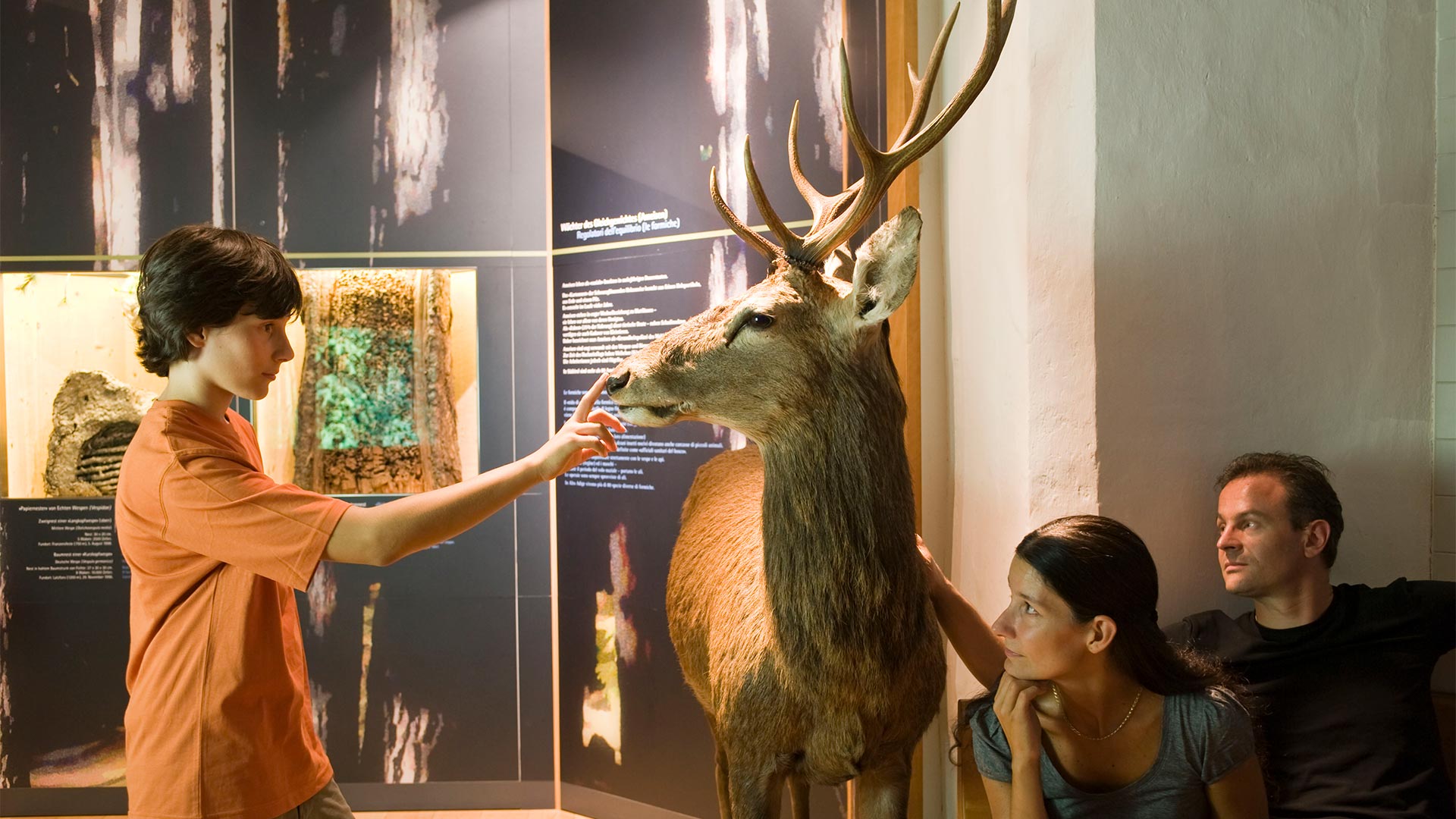 In a nature museum a boy touches the snout of a reproduction of a deer with his fingers. The parents on the right are also looking at the animal.