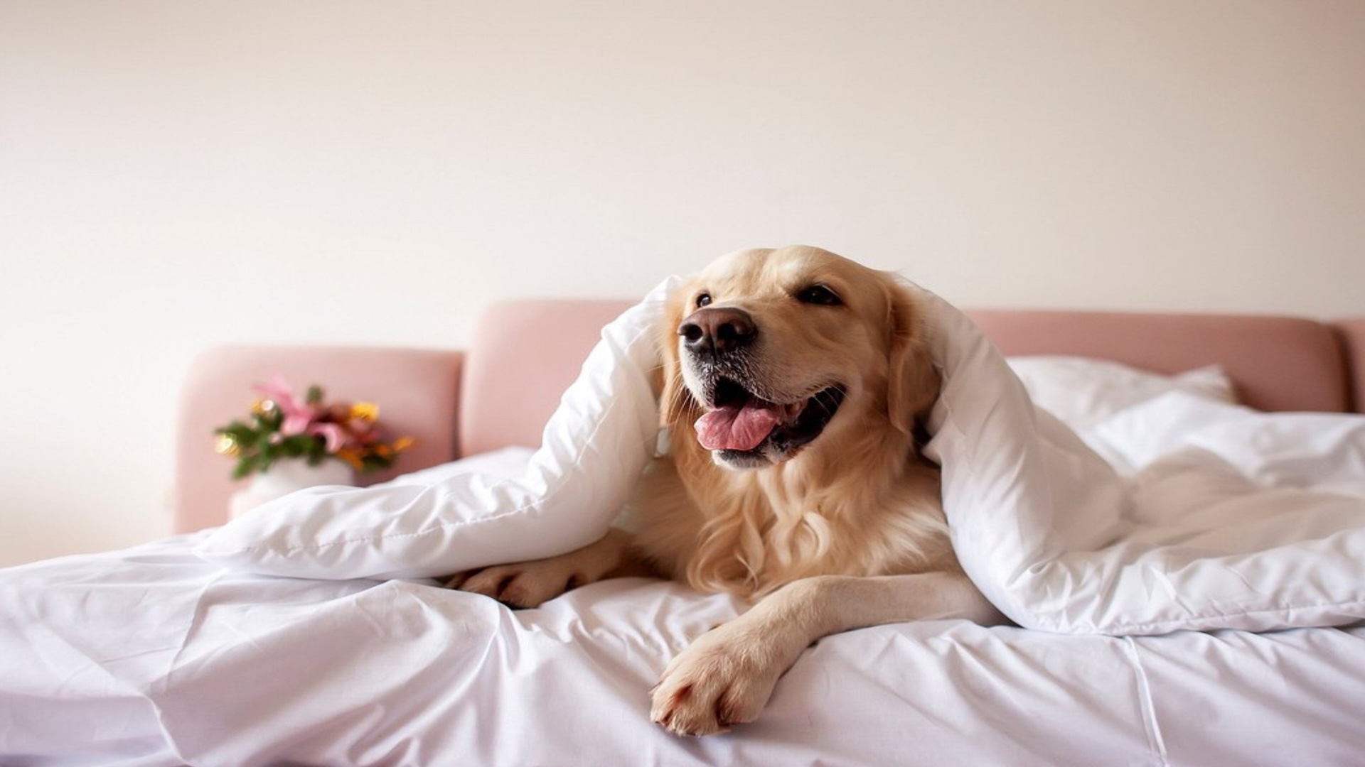 Ein lächelnder Golden Retriever ruht auf einem weißen Bett in einem hundefreundlichen Hotel in Bozen.