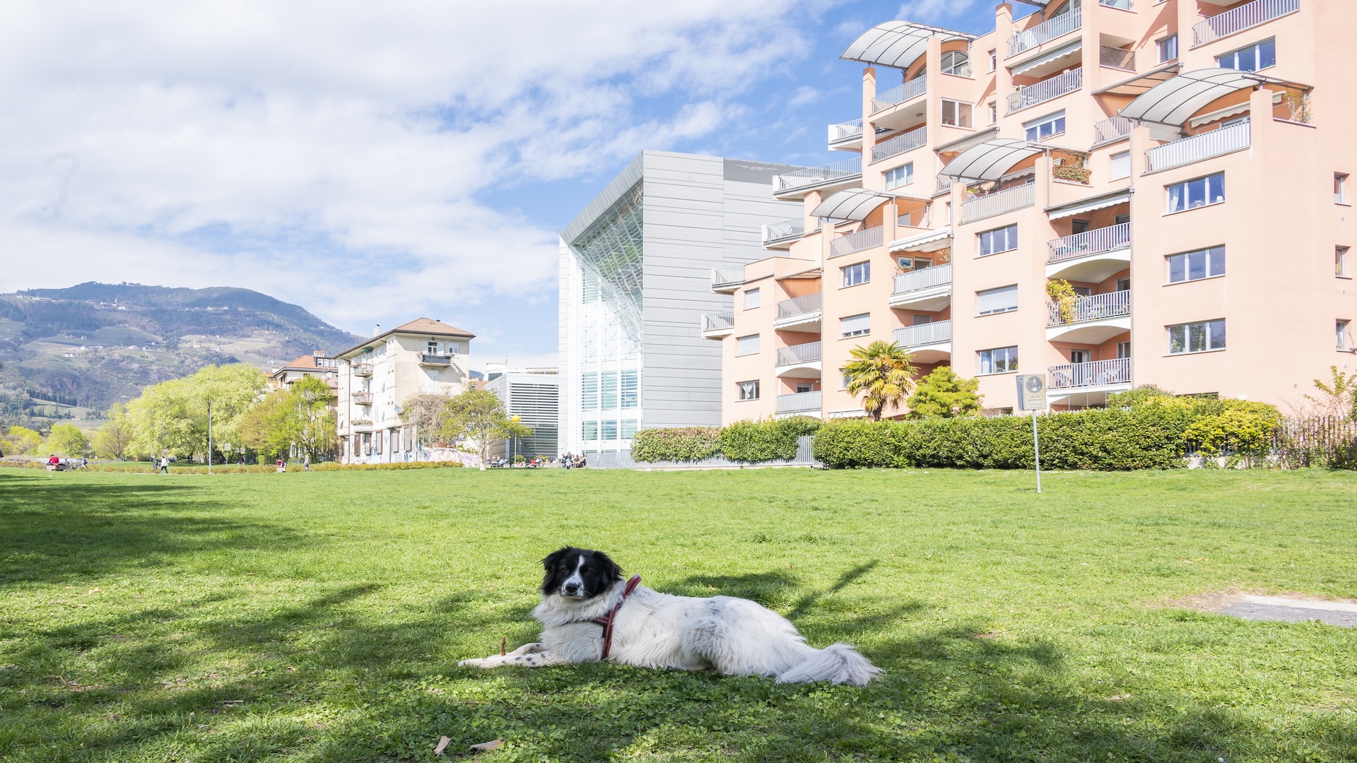 Ein schwarz-weißer Hund liegt an einem sonnigen Tag auf dem grünen Rasen vor dem Museion in Bozen.