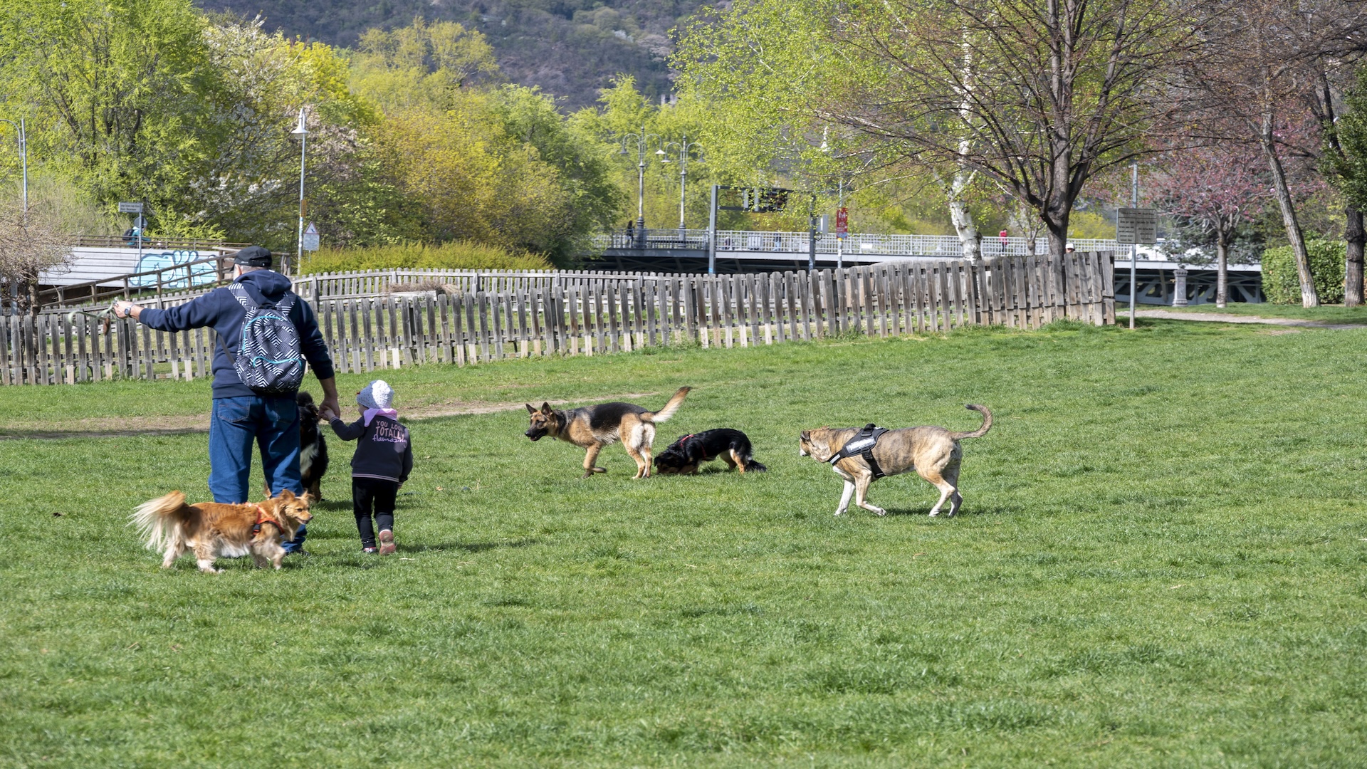 Ein Mann mit einem Kind spaziert mit seinen Hunden im Hundeauslaufgebiet an der Talferpromenade in Bozen.